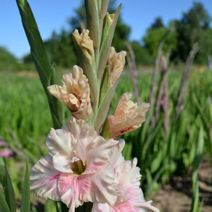 Maigais Pieskāriens