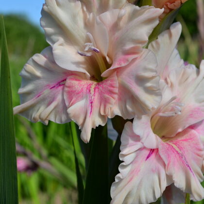 Maigais Pieskāriens