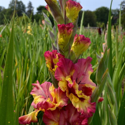 Izumrodnaje Ožerelije