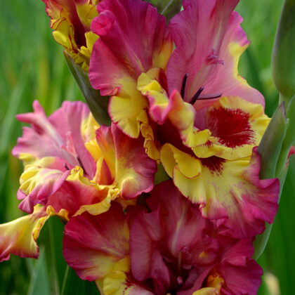 Izumrodnaje Ožerelije