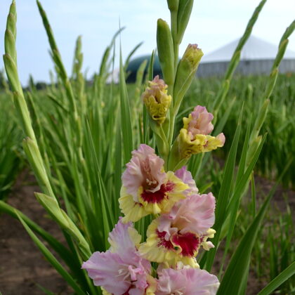 Krāšņais Mantojums