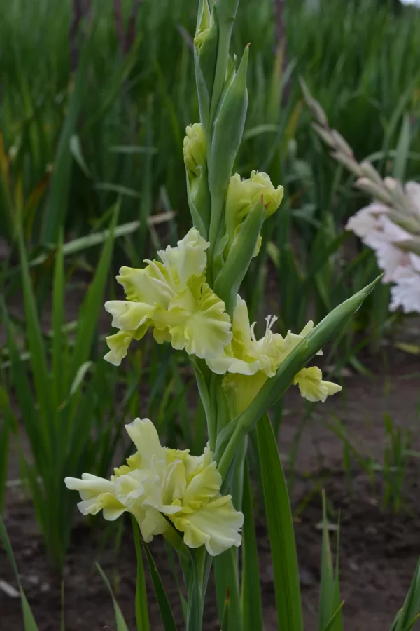 Zaļupīte