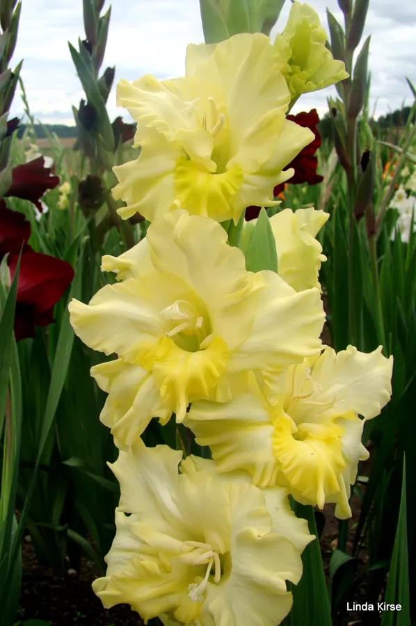 May Blossom
