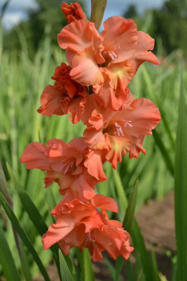 Brunenberg