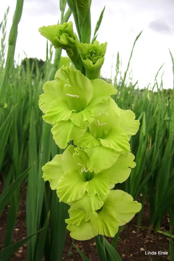 Green With Envy