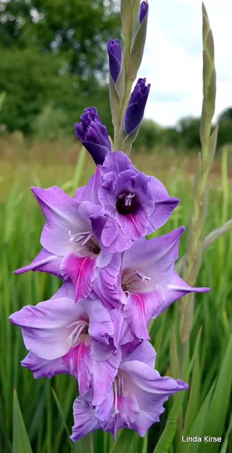 Blue Beauty