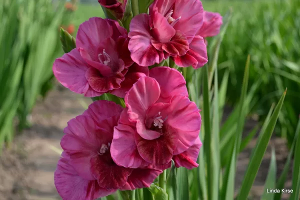 Brīnumu Aplis