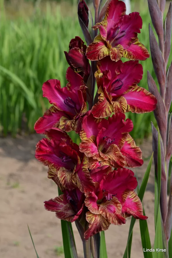 Dāmu Tango