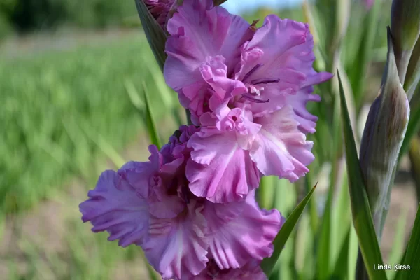 Jaunais Vilnis