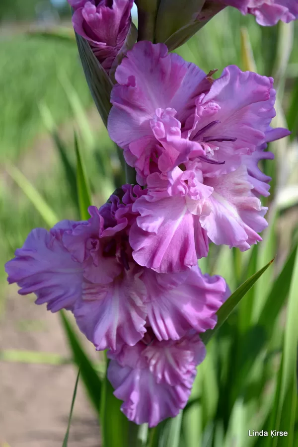 Jaunais Vilnis