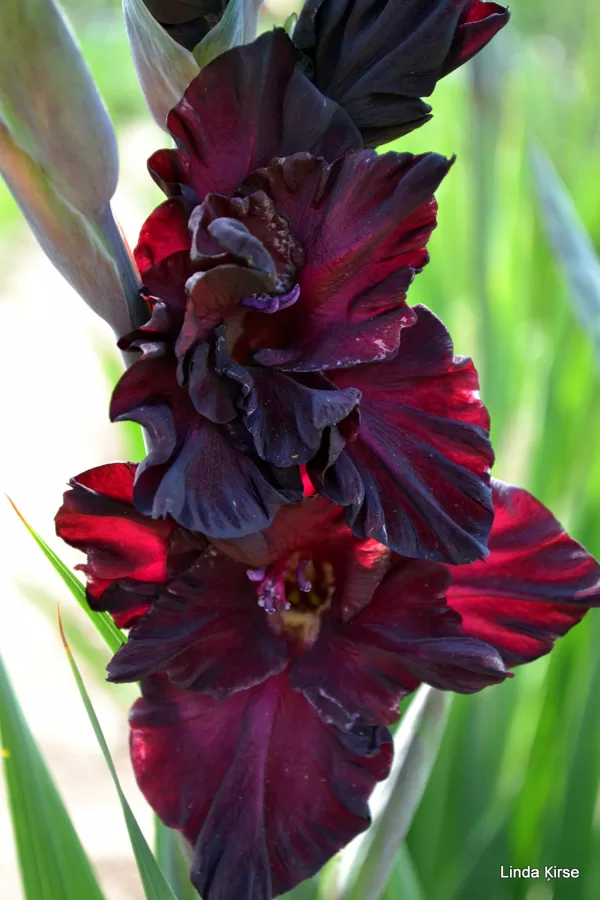 Negaisa Mākonis