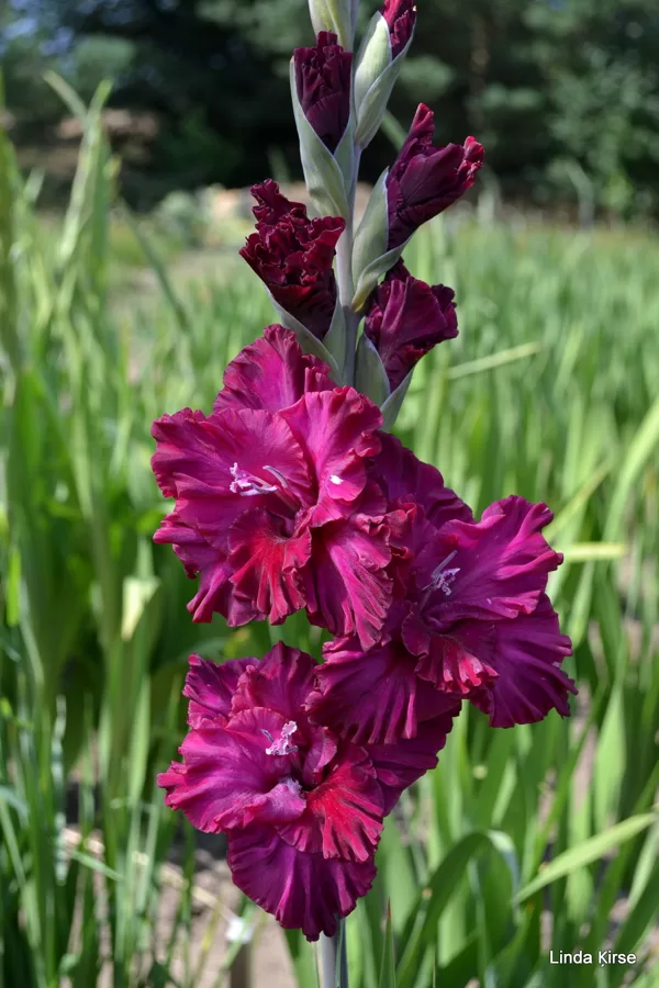 Purpura Edīte