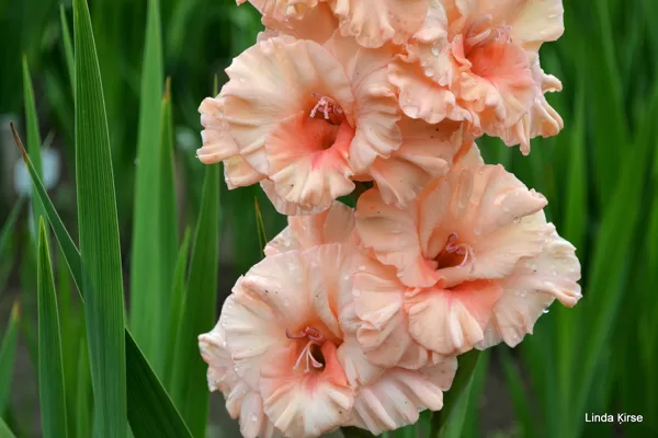 Rītausmas Smaids