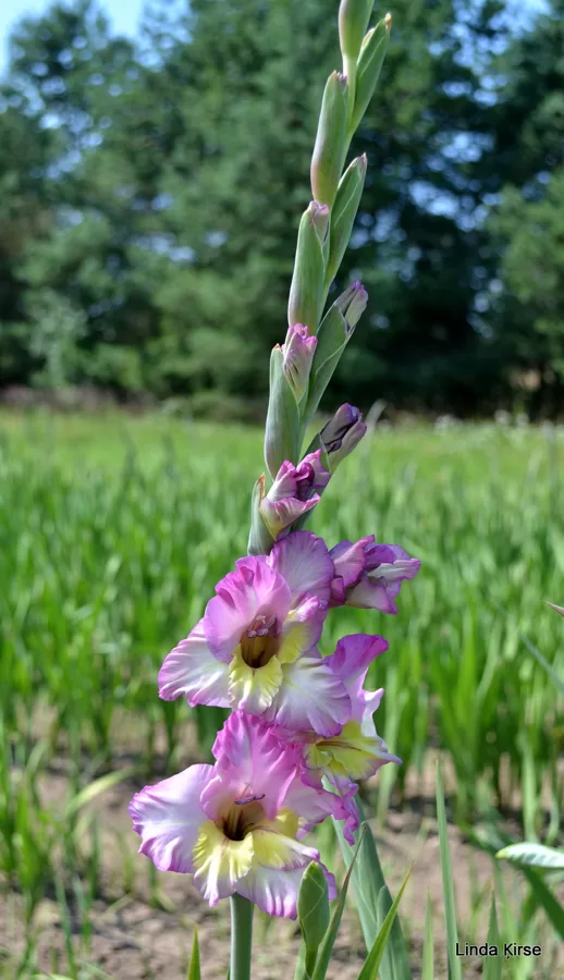 Rudens Roze