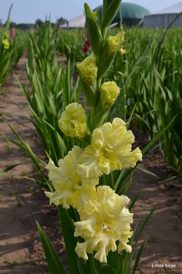 Vaska Brīnums