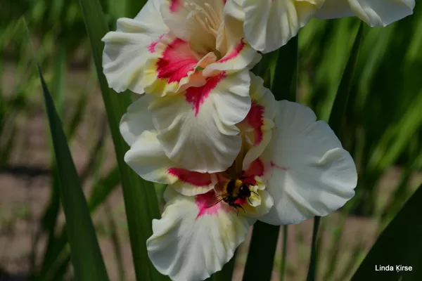 Zemenes Pienā